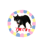 犬時々猫。（個別スタンプ：5）