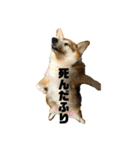 犬時々猫。（個別スタンプ：6）