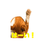 犬時々猫。（個別スタンプ：8）