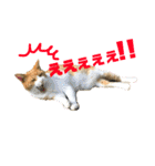 犬時々猫。（個別スタンプ：9）
