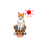 犬時々猫。（個別スタンプ：10）