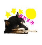 犬時々猫。（個別スタンプ：11）