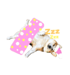 犬時々猫。（個別スタンプ：12）