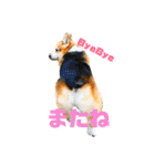 犬時々猫。（個別スタンプ：13）