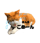 犬時々猫。（個別スタンプ：14）