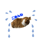 犬時々猫。（個別スタンプ：15）