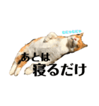 犬時々猫。（個別スタンプ：16）