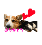 犬時々猫。（個別スタンプ：17）