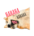 犬時々猫。（個別スタンプ：19）