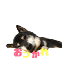 犬時々猫。（個別スタンプ：20）
