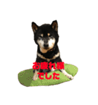 犬時々猫。（個別スタンプ：21）