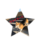 犬時々猫。（個別スタンプ：22）