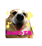 犬時々猫。（個別スタンプ：23）