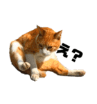 犬時々猫。（個別スタンプ：24）