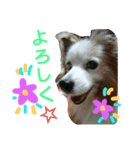 パピヨン☆1（個別スタンプ：1）