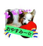 パピヨン☆1（個別スタンプ：2）