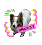 パピヨン☆1（個別スタンプ：3）
