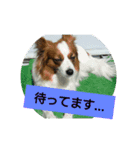 パピヨン☆1（個別スタンプ：4）