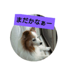 パピヨン☆1（個別スタンプ：5）