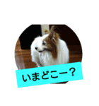 パピヨン☆1（個別スタンプ：6）