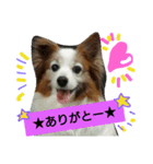 パピヨン☆1（個別スタンプ：7）