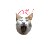 兄妹ネコMOFU＆BIWA（個別スタンプ：1）