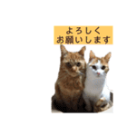 兄妹ネコMOFU＆BIWA（個別スタンプ：2）