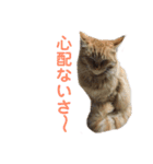 兄妹ネコMOFU＆BIWA（個別スタンプ：17）
