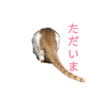 兄妹ネコMOFU＆BIWA（個別スタンプ：19）