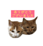 兄妹ネコMOFU＆BIWA（個別スタンプ：22）