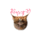 兄妹ネコMOFU＆BIWA（個別スタンプ：30）