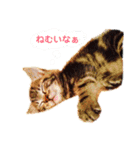 にゃろめとわさびとマーブルの日常 ❷（個別スタンプ：1）