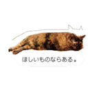 にゃろめとわさびとマーブルの日常 ❷（個別スタンプ：6）