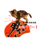 にゃろめとわさびとマーブルの日常 ❷（個別スタンプ：16）