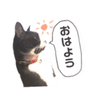 愛猫ねこくん（個別スタンプ：1）
