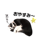 愛猫ねこくん（個別スタンプ：2）