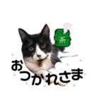 愛猫ねこくん（個別スタンプ：3）
