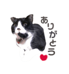愛猫ねこくん（個別スタンプ：4）