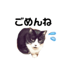 愛猫ねこくん（個別スタンプ：5）