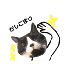 愛猫ねこくん（個別スタンプ：7）
