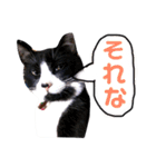 愛猫ねこくん（個別スタンプ：9）