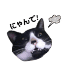 愛猫ねこくん（個別スタンプ：11）