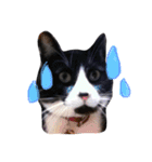 愛猫ねこくん（個別スタンプ：14）