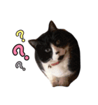 愛猫ねこくん（個別スタンプ：16）