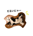 愛猫ねこくん（個別スタンプ：19）