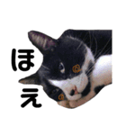 愛猫ねこくん（個別スタンプ：20）