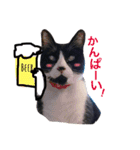 愛猫ねこくん（個別スタンプ：21）