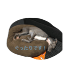 我が家のイヴ（個別スタンプ：8）