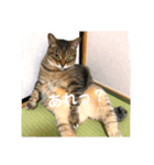 縞々猫のスタンプ（個別スタンプ：1）