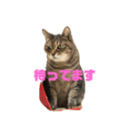 縞々猫のスタンプ（個別スタンプ：3）